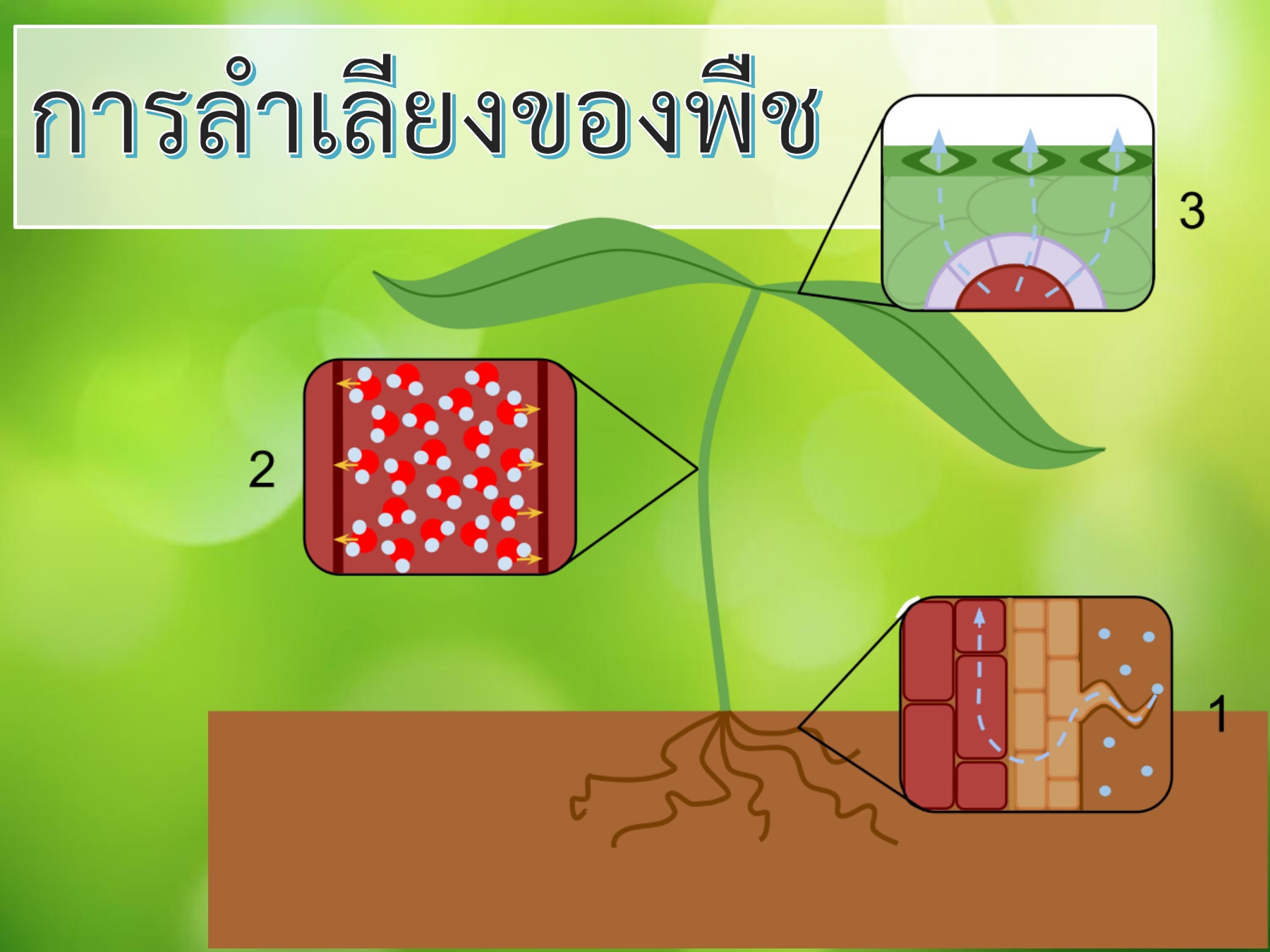 ป้องกัน: การลำเลียงสารในพืช
